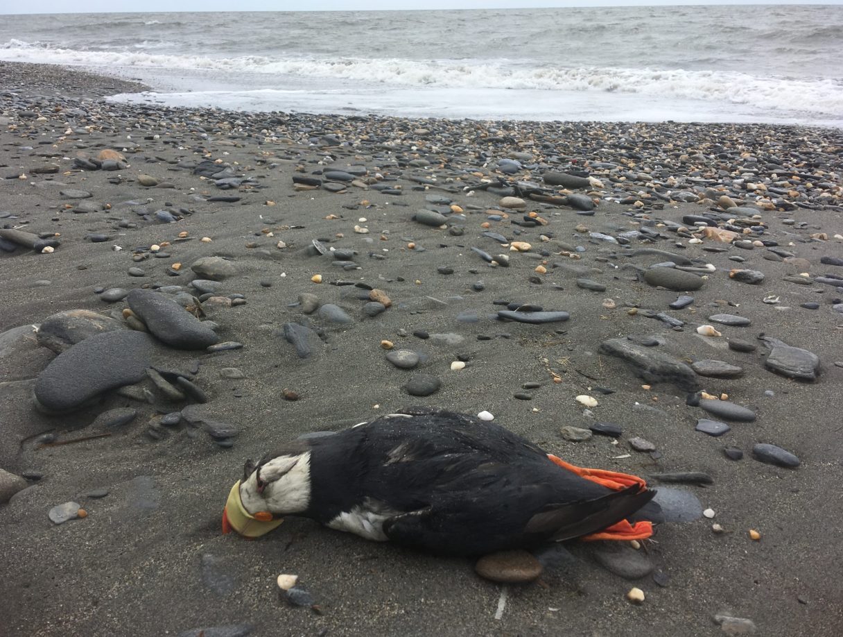 A dead Puffin found along one of the beaches of Nome in June, 2020.