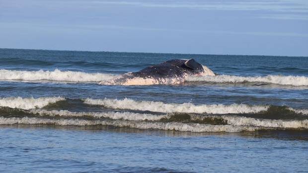 The whale at Hokio Beach.