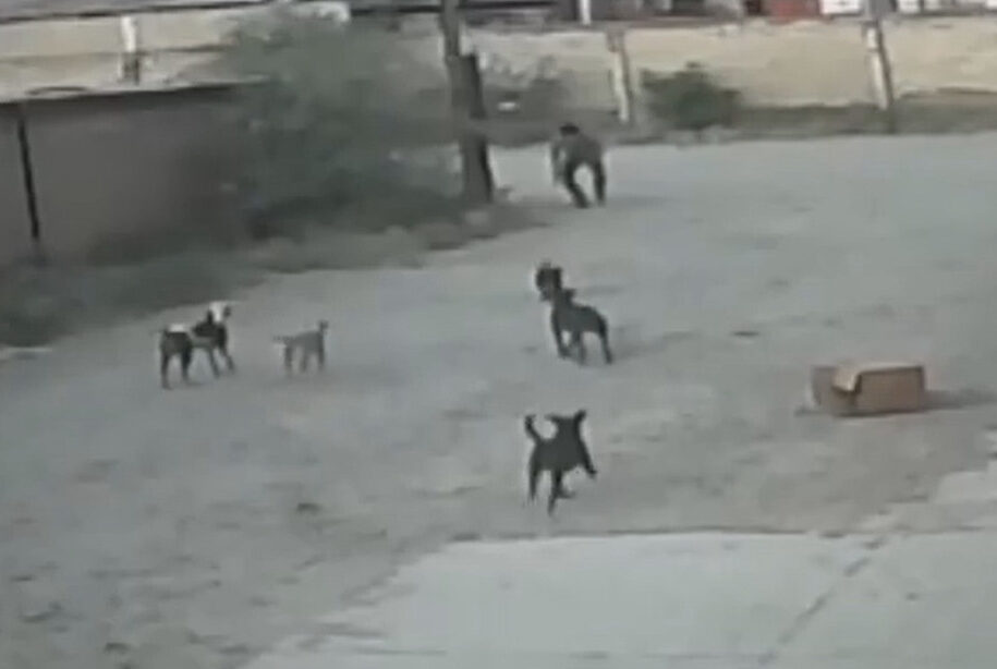 This is the moment Jaime Rico Munoz was cornered by a pack of wild dogs
