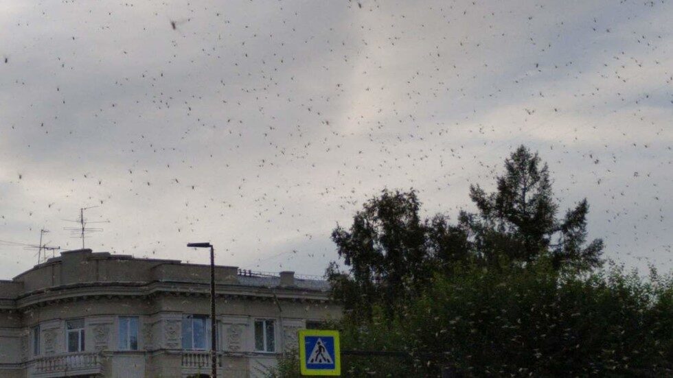 Winged insects invade Russian city