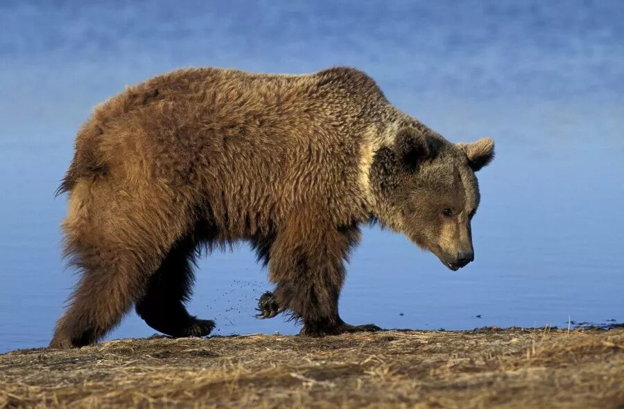 A grizzly bear in Alaska.