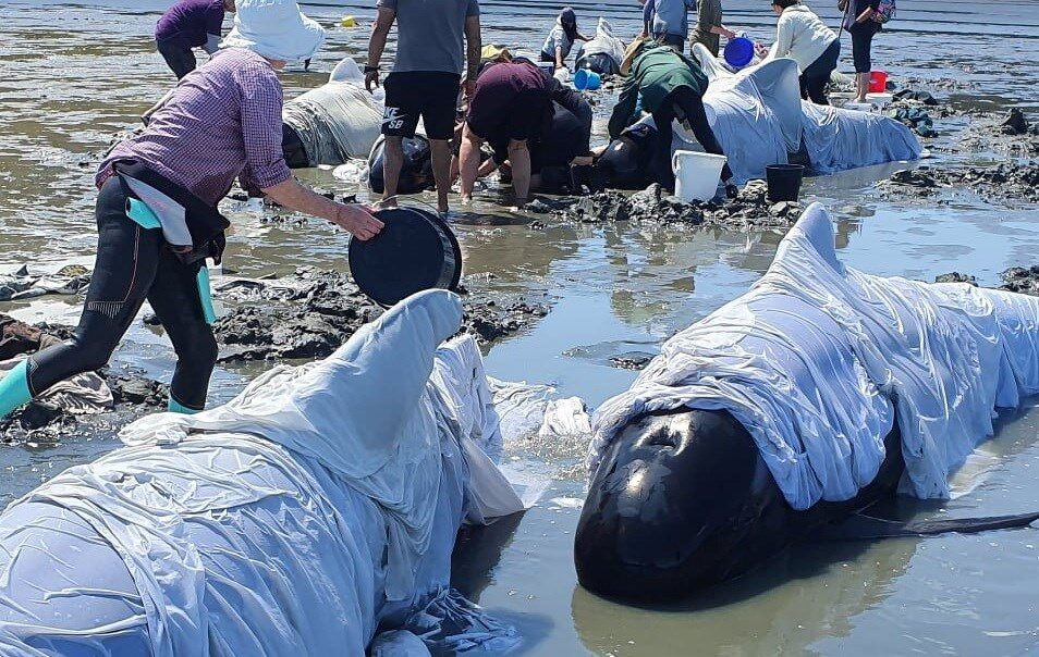 Click to enlarge People tend to stranded whales in the Coromandel, New Zealand on Saturday.
