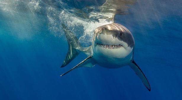 Great white sharks are said to be attracted by the cooler waters