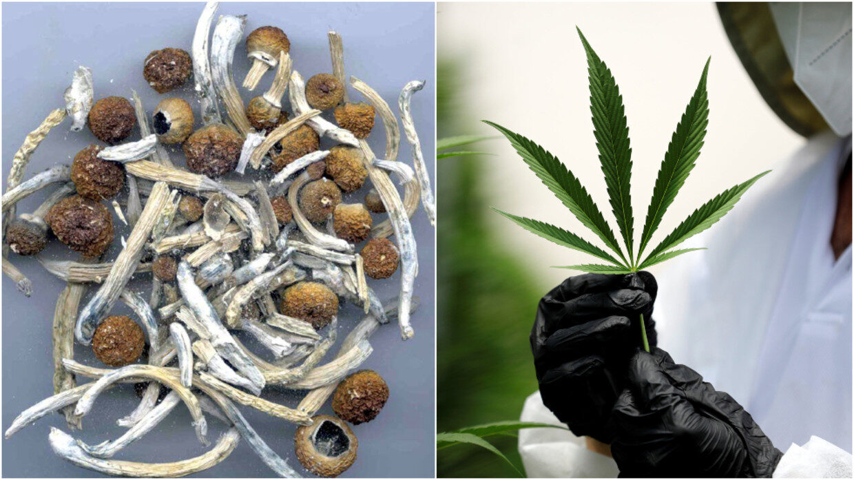 magic mushrooms marijuana