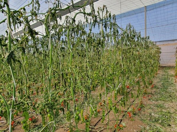 Greenhouse tomatoes in Níjar