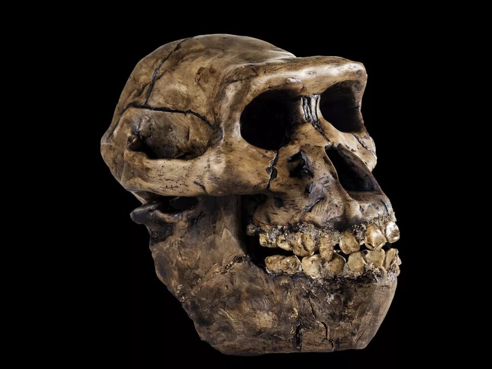 An Australopithecus skull