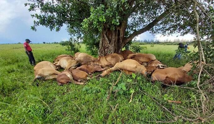 Chipinge commercial farmer Mr Dawe Joubert was left counting losses after his 25 cattle were struck by lightning on Thursday