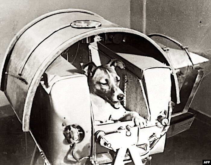 Dog in space container