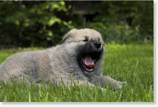 cute dog yawning