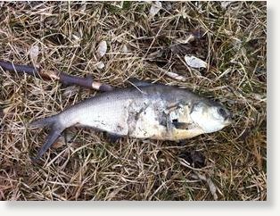 Click to enlarge dead fish