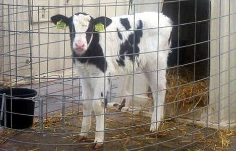 Britain's first clone-descended calf