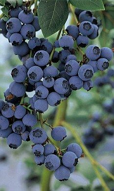 Berries, Blueberries, Colours