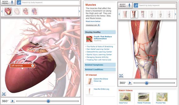 3D Anatomical Views
