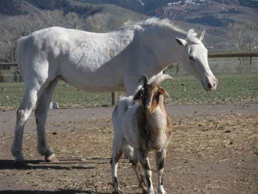 Blind quarter horse Sissy and one of the seeing-eye goats at an animal shelter near Yellowstone National Park