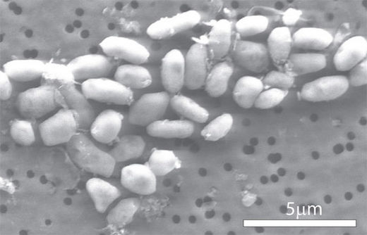 arsenic-eating bacterium GFAJ-1