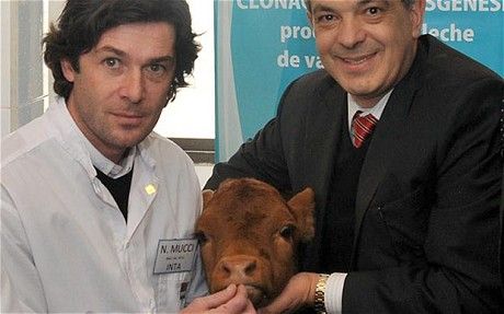 'Rosita Isa' the first Argentinian cloned calf