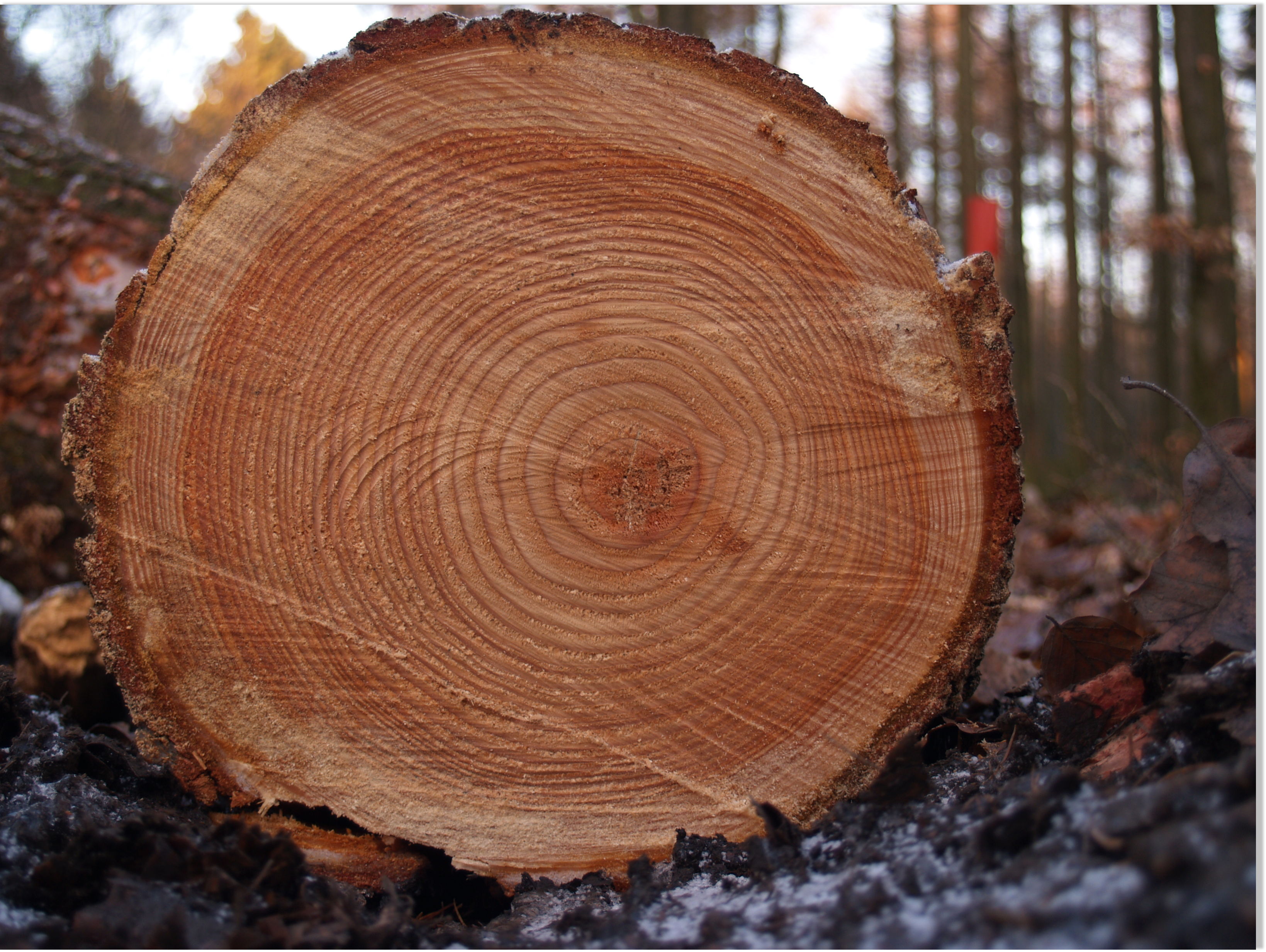 Tree Rings Record Changing Snowpack, Research Finds -- Earth Changes