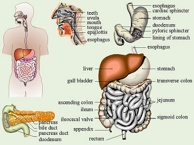 Click to enlarge digestive system