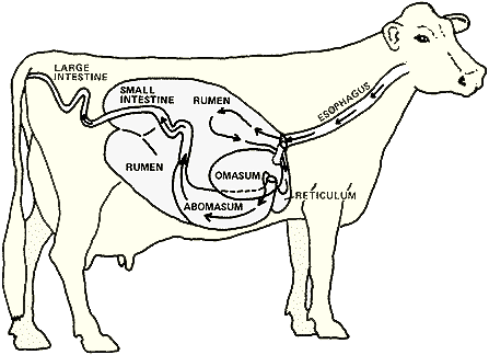 Click to enlarge Ruminant digestive system