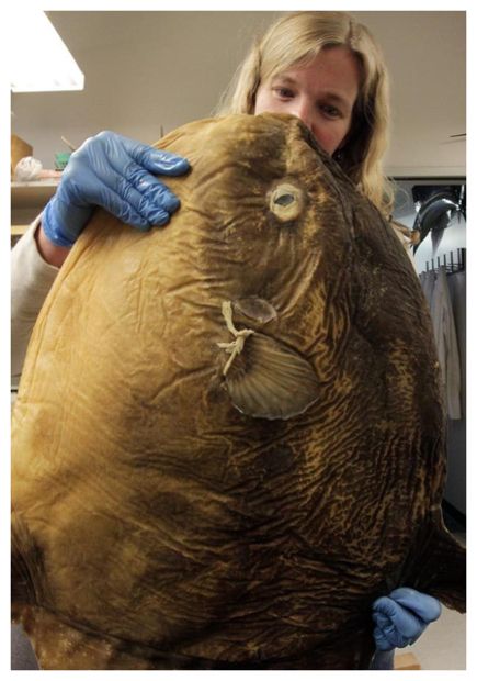 Click to enlarge ocean sunfish