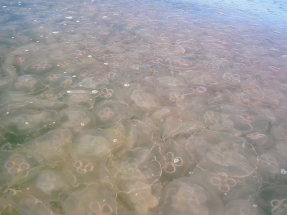 Click to enlarge Jelly Fish Swarm