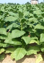 Tobacco leaves