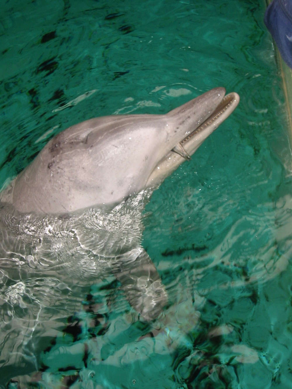 Dolphin_2