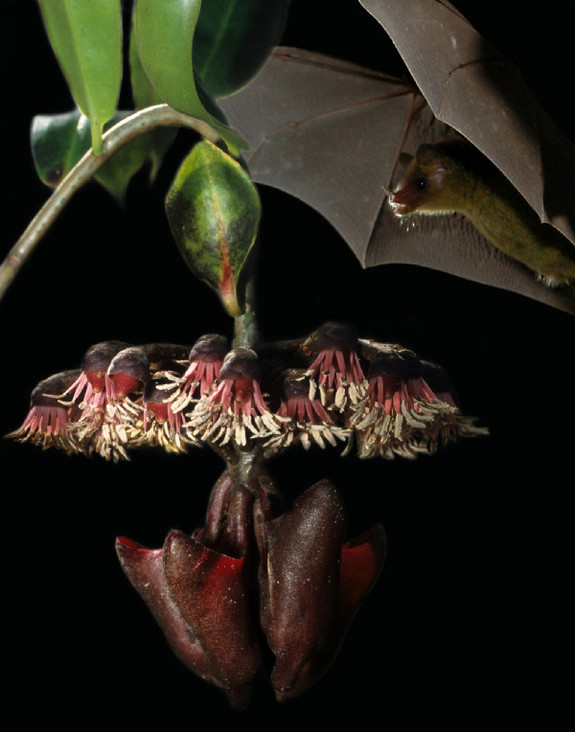 Bat and Plants