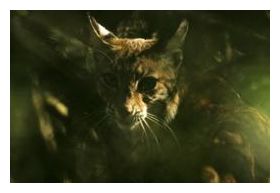 Click to enlarge Bobcat
