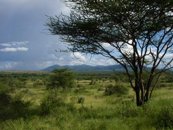 Click to enlarge Savanna