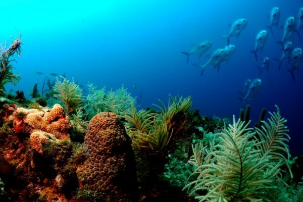 Click to enlarge Coral Reef