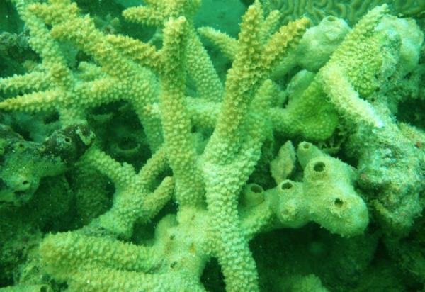 Click to enlarge Dead Corals