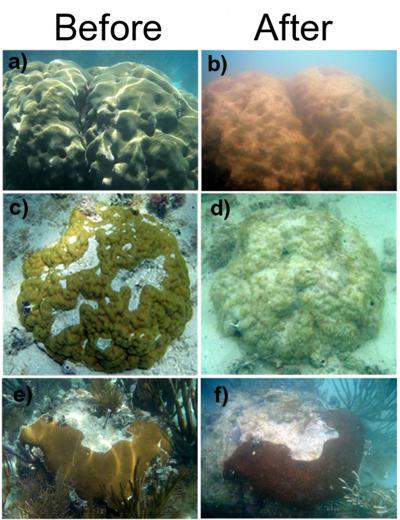 Click to enlarge Coral Collpase