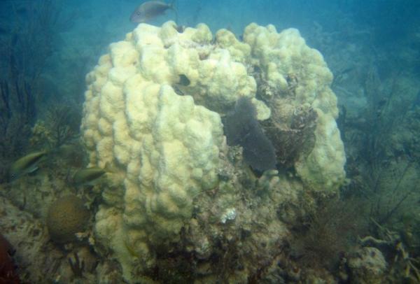 Click to enlarge Monatstraea coral