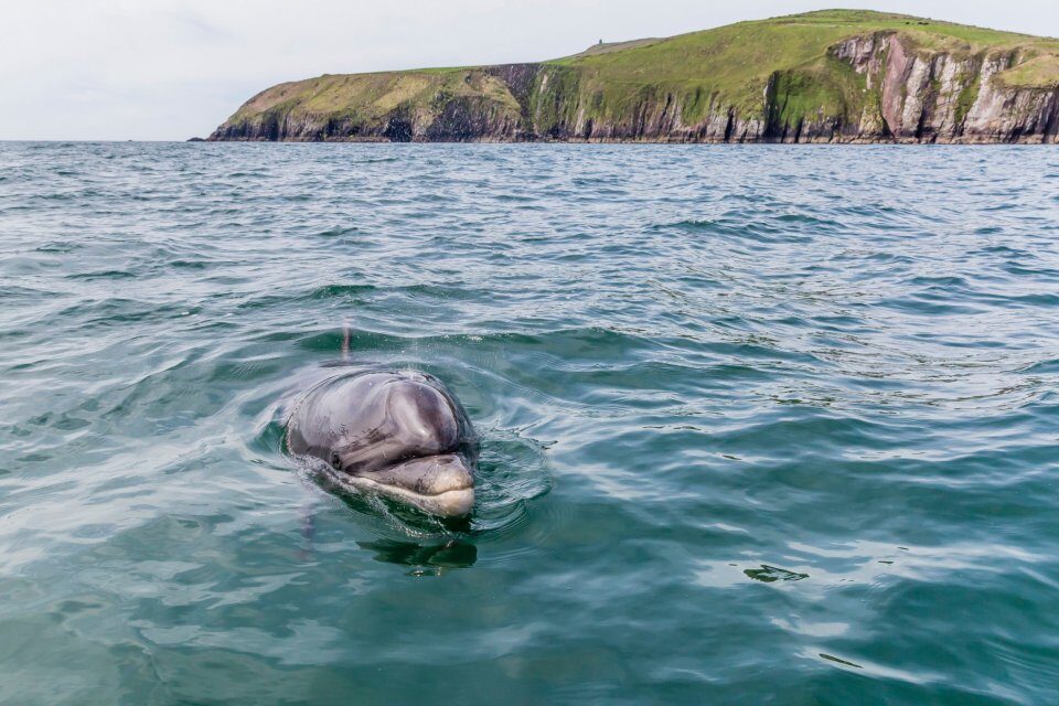 Missing: Fungie the dolphin, who has lived for decades near the Dingle Peninsula, Co Kerry, is 'more likely' to have died.
