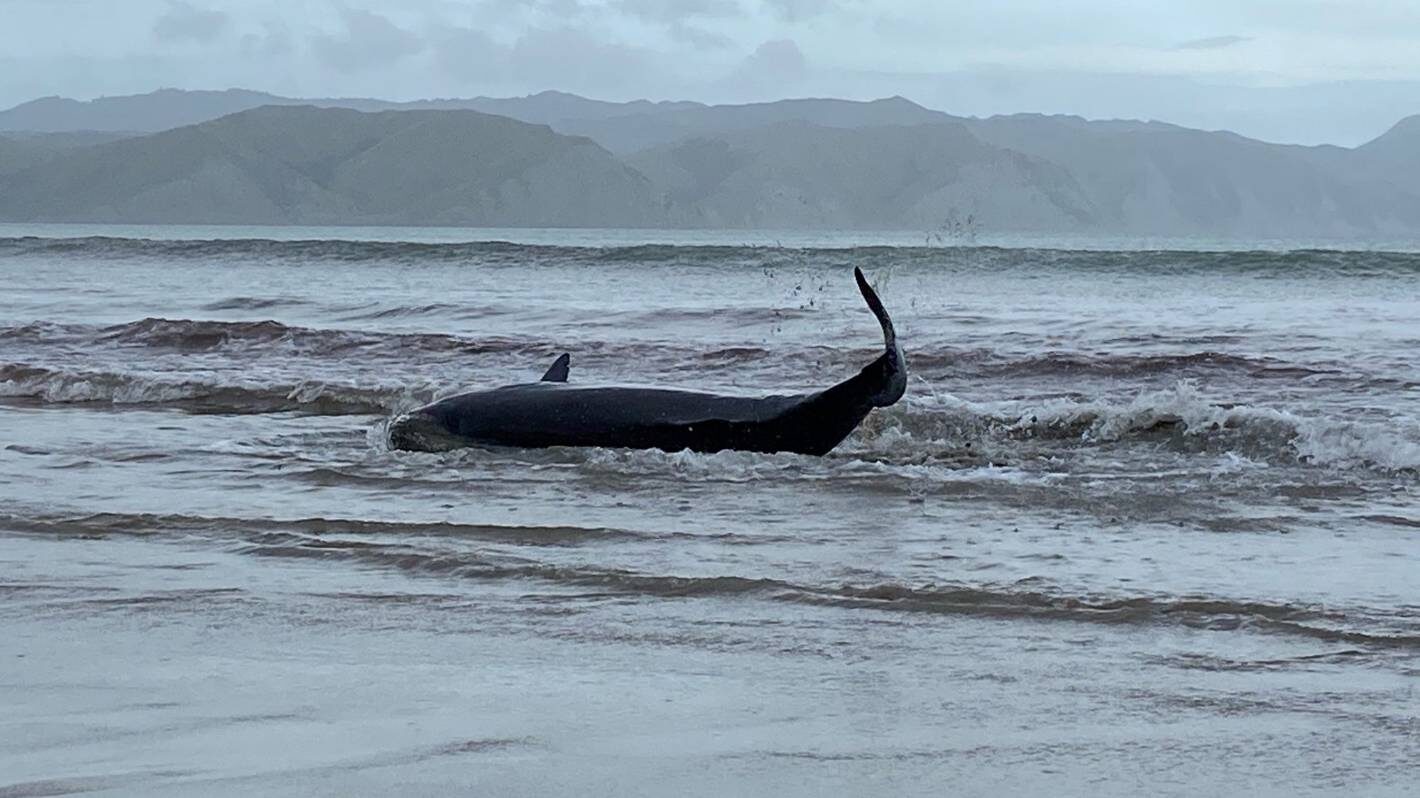 A pygmy sperm whale about four metres in length beached itself at Mahia beach on April 10.