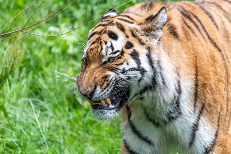 Tigers kill two zookeepers in separate China attacks - a third killed in India