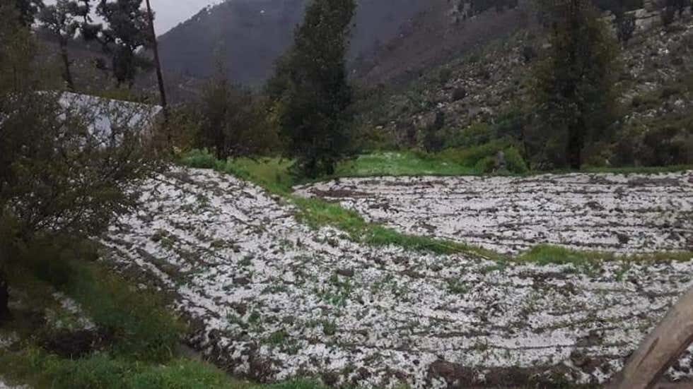 Jammu's farmers distraught as unseasonal hailstorms destroy crop