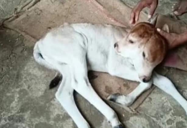 Rare 2-Headed Calf With 4 Eyes & 2 Mouths Born in UP's Chandauli