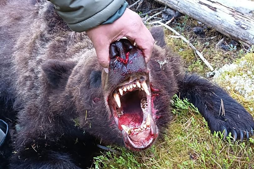 A bear attacked and killed a 16-year-old boy