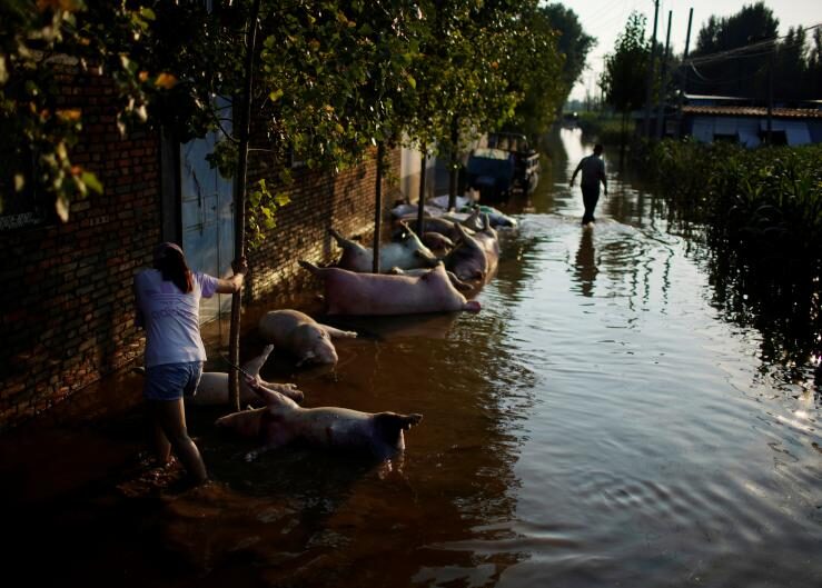 Pig carcasses tied to trees are seen in floodwaters next to a farmland following heavy rainfall in Wangfan village of Xinxiang, Henan province, China July 25, 2021.