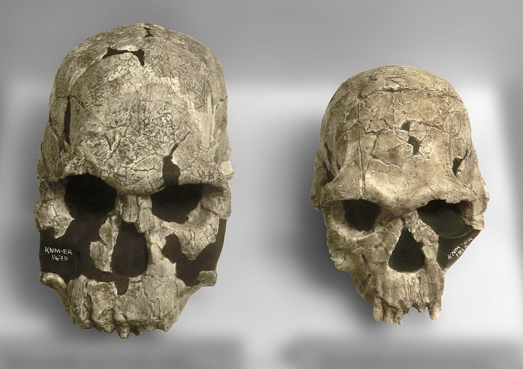 Fosil Skulls