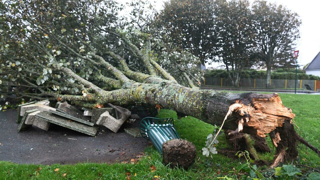 A picture shows a fallen tree after the Aurore storm on October 21, 2021 in Plozevet, Brittany.