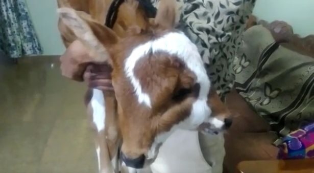 The two-headed 'divine' calf being held by its owner