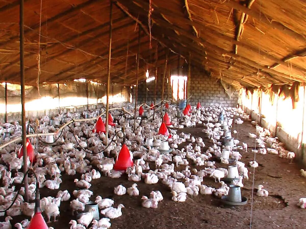 rural battery chicken farm