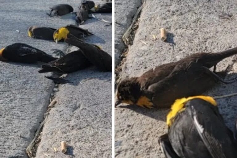 The birds collapsed in mid-flight and 100 of them were found dead