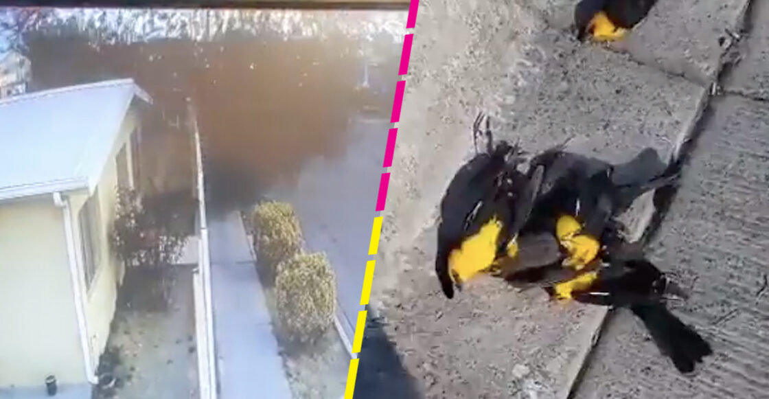 Some videos circulate on social networks of the exact moment when hundreds of birds fell dead in a community in Chihuahua.
