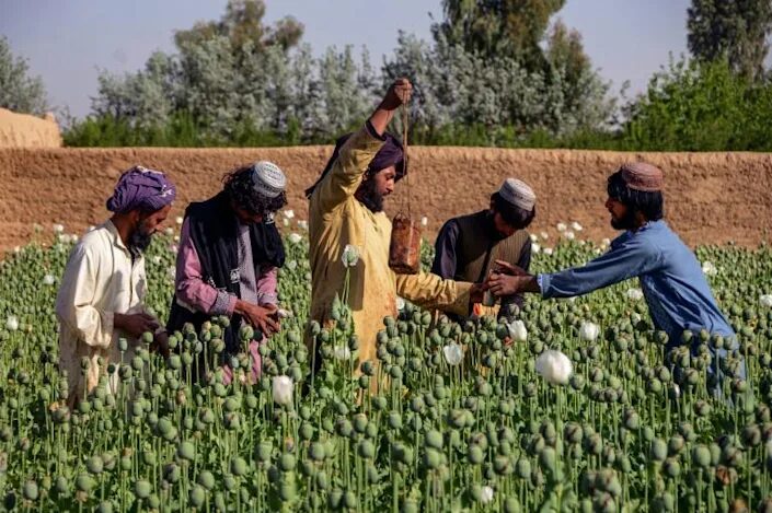 afghanistan poppy fields opium