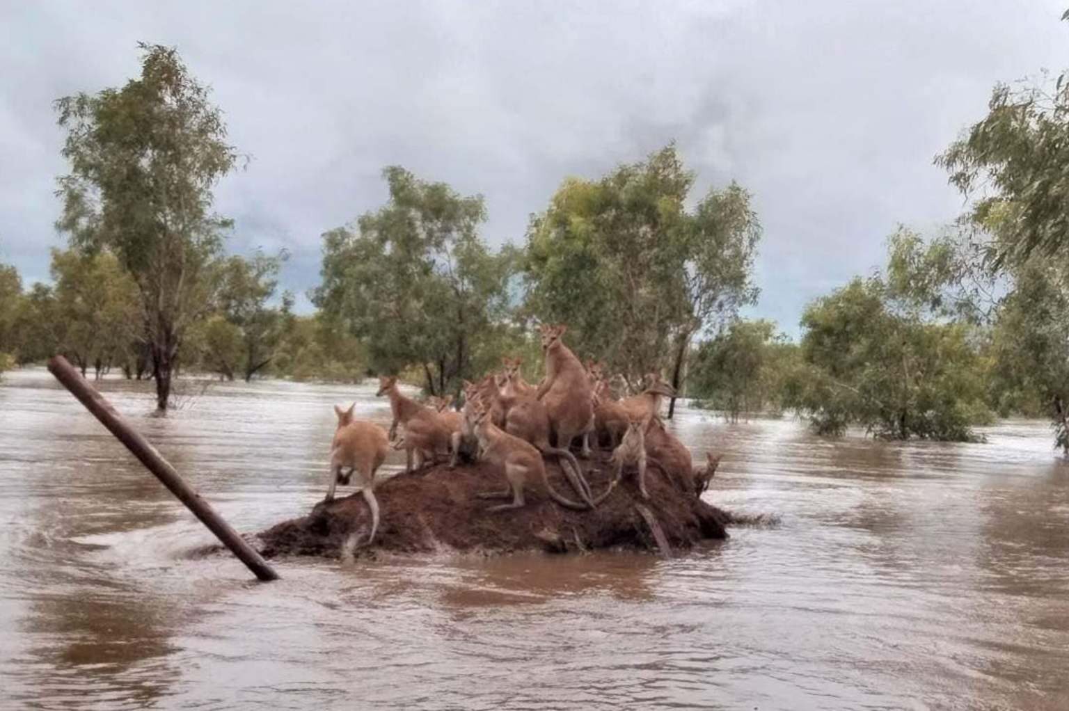 Click to enlarge Wallabies crowd on a lump of dry land near Fitzroy Crossing