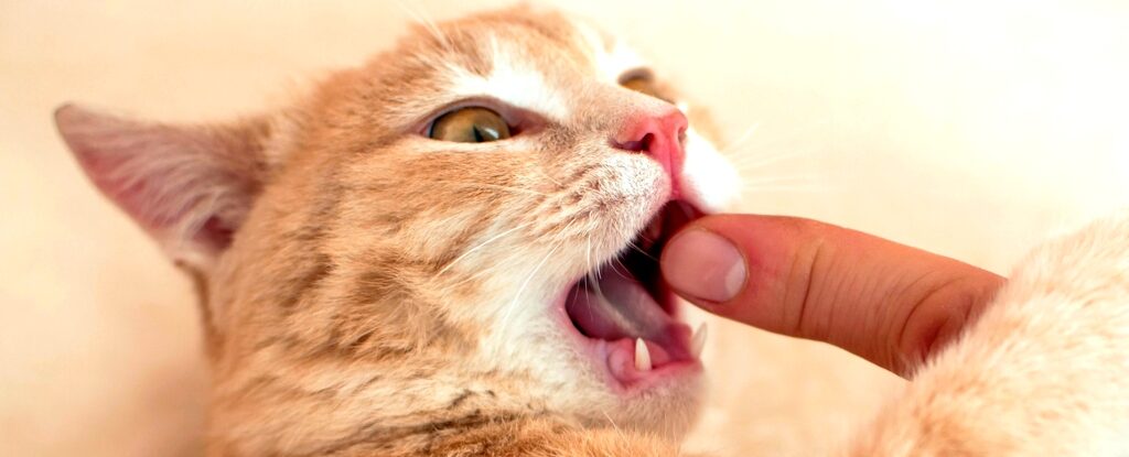cat bite finger